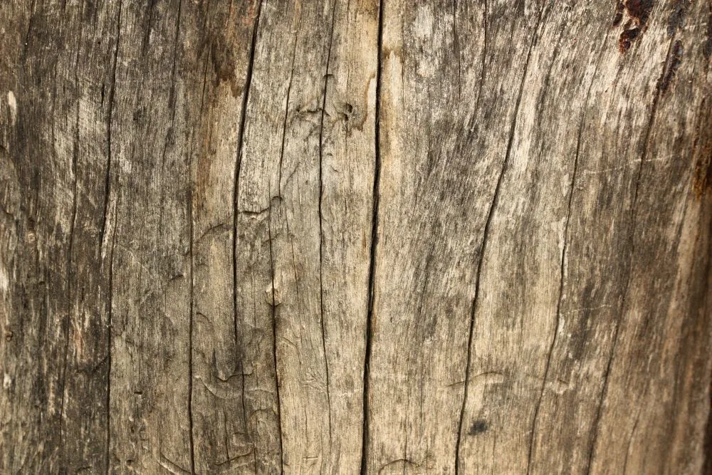 Hickory wood