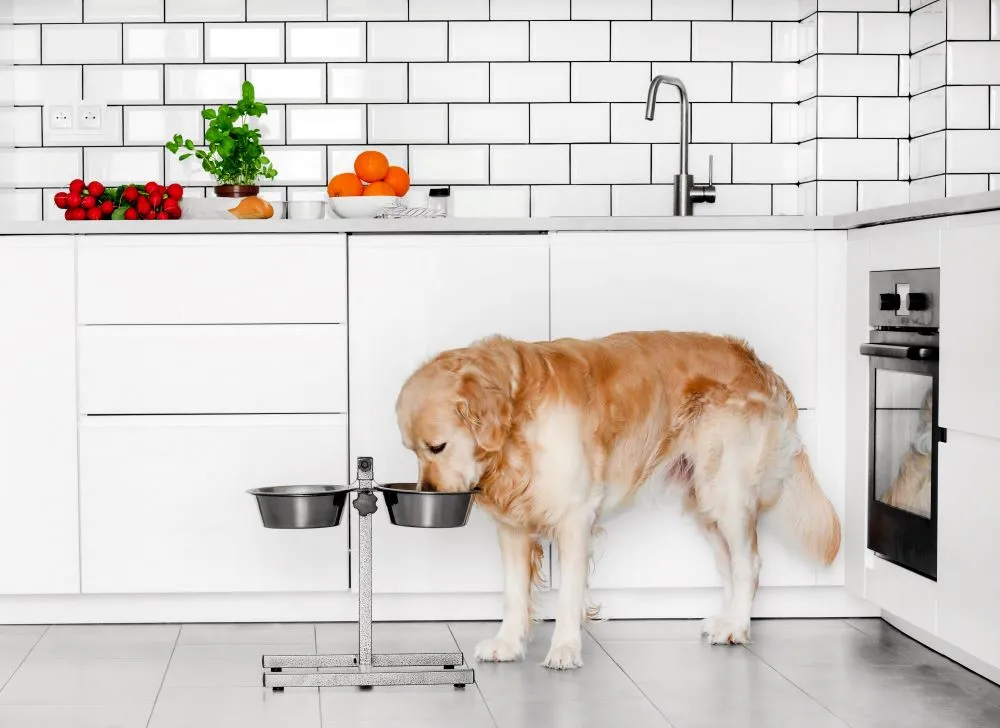 You and your pet can enjoy a more functional kitchen with the help of pull-out or concealed dish pet storage.