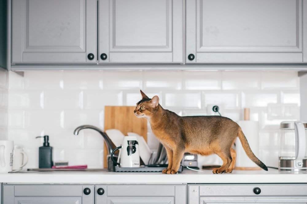 Countertop Materials Options for Pet Friendly Kitchen